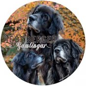 Leonberger (Gamlingar) bildekal 1 BB